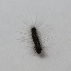 Schwammspinner Lymantria dispar 8647 by NobbiP. Used under a CC BY-SA 3.0 license.