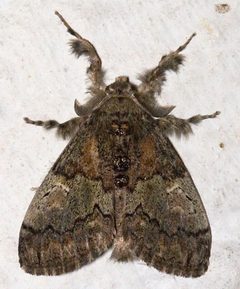 Dasychira basiflava by Mike Boone. Used under a CC BY-SA 2.5 license.