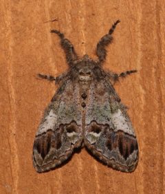 Dasychira basiflava 12905687 by Laura Gaudette. Used under a CC BY 4.0 license.