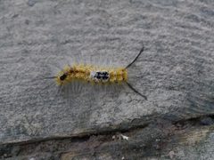 Dasychira basiflava 7973904 by Matt Muir. Used under a CC BY-SA 4.0 license.
