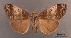 Dasychira cinnamomea MEM304007 by Mississippi Entomological Museum. Used under a CC0 license.