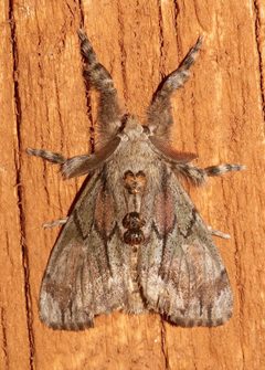 Dasychira dominickaria 31443060 by Laura Gaudette. Used under a CC BY 4.0 license.