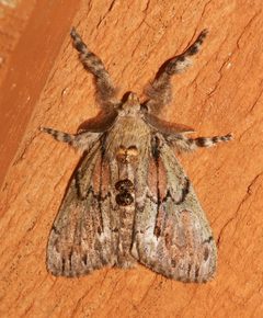 Dasychira dominickaria 31443625 by Laura Gaudette. Used under a CC BY 4.0 license.