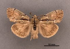 Dasychira dominickaria MEM304075 by Mississippi Entomological Museum. Used under a CC0 license.
