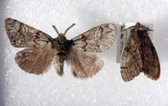 Dasychira grisefacta by Whitney Cranshaw, Colorado State University, United States. Used under a CC BY 3.0 license.