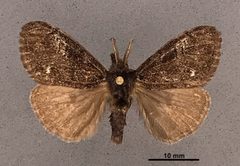 Dasychira grisefacta ella MEM304085 by Mississippi Entomological Museum. Used under a CC0 license.