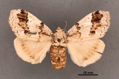 Dasychira leucophaea MEM304008 by Mississippi Entomological Museum. Used under a CC0 license.