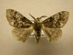 Dasychira manto by James Sullivan, Research Collection of J. B. Sullivan. Used under a Copyrighted free use license.