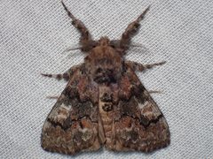 Dasychira manto 45679740 by John P. Friel. Used under a CC BY 4.0 license.