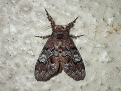 Dasychira manto 45940376 by John P. Friel. Used under a CC BY 4.0 license.