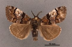 Dasychira manto MEM351292 by Mississippi Entomological Museum. Used under a CC0 license.