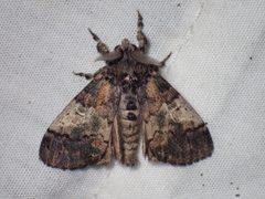 Dasychira meridionalis 3778411 by John P. Friel. Used under a CC BY 4.0 license.