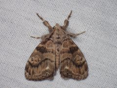 Dasychira meridionalis 3786229 by John P. Friel. Used under a CC BY 4.0 license.