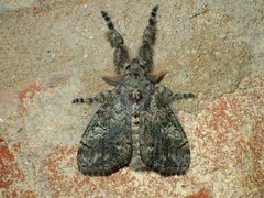 Dasychira meridionalis 45941299 by John P. Friel. Used under a CC BY 4.0 license.