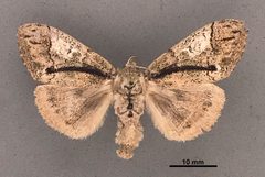 Dasychira meridionalis kerrvillei MEM303970 by Mississippi Entomological Museum. Used under a CC0 license.
