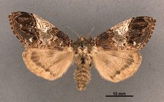 Dasychira meridionalis memorata MEM304020 by Mississippi Entomological Museum. Used under a CC0 license.