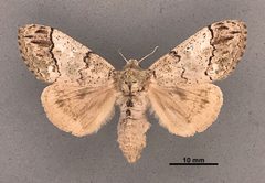 Dasychira meridionalis pallorosa MEM303972 by Mississippi Entomological Museum. Used under a CC0 license.