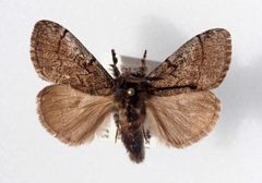 Dasychira mescalera by Whitney Cranshaw, Colorado State University, United States. Used under a CC BY 3.0 license.