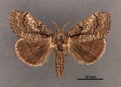 Dasychira obliquata MEM304012 by Mississippi Entomological Museum. Used under a CC0 license.
