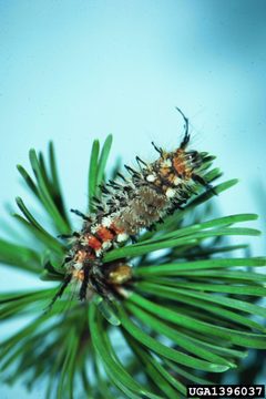 Dasychira pinicola by USDA Forest Service - Northeastern Area Archive, USDA Forest Service, Bugwood.org. Used under a CC BY 3.0 us license.