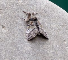 Dasychira plagiata 61747299 by Susan Blayney. Used under a CC BY 4.0 license.
