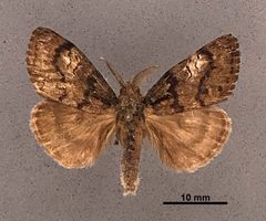 Dasychira plagiata MEM304080 by Mississippi Entomological Museum. Used under a CC0 license.
