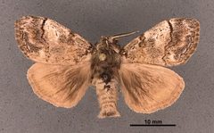 Dasychira vagans grisea MEM303969 by Mississippi Entomological Museum. Used under a CC0 license.