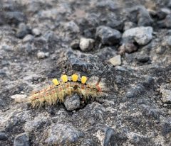 Orgyia Antiqua France Alsace BasRhin Drusenheim by Luc Muller. Used under a CC BY-SA 4.0 license.
