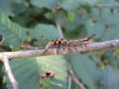 Orgyia antiqua 20050816 365 by Georg Slickers. Used under a CC BY-SA 4.0 license.