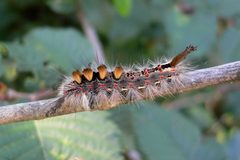 Orgyia antiqua 20050816 365 part by Georg Slickers. Used under a CC BY-SA 4.0 license.