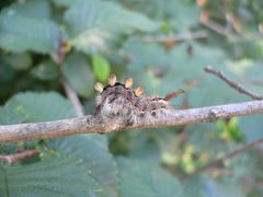 Orgyia antiqua 20050816 374 by Georg Slickers. Used under a CC BY-SA 4.0 license.