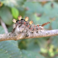 Orgyia antiqua 20050816 374 part by Georg Slickers. Used under a CC BY-SA 4.0 license.