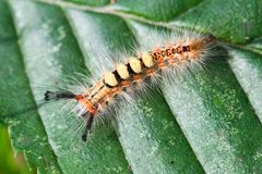 Tussock moth caterpillar by wikipedia. Used under a CC BY-SA 2.0 license.