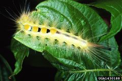 Orgyia definita larva by Lacy L. Hyche. Used under a CC BY 3.0 us license.
