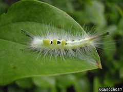 Orgyia definita larva1 by Pennsylvania Department of Conservation and Natural Resources - Forestry Archive. Used under a CC BY 3.0 us license.