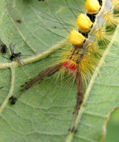 Orgyia leucostigma larva head by Jacy Lucier. Used under a CC BY-SA 4.0 license.