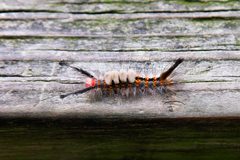 Moth Caterpillar Brazos Bend State Park Texas 2023 by Larry D. Moore. Used under a CC BY 4.0 license.