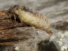 Orgyia leucostigma-female eggs by Peterwchen. Used under a CC BY-SA 4.0 license.