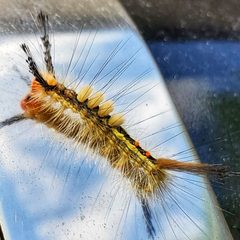 Orgyia leucostigma Pupae stage - 2 by MPPeterBro. Used under a CC BY-SA 4.0 license.