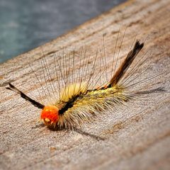 Orgyia leucostigma Pupae stage - 4 by MPPeterBro. Used under a CC BY-SA 4.0 license.