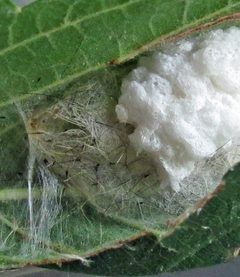Orgyia leucostigma egg mass by Jacy Lucier. Used under a CC BY-SA 4.0 license.
