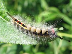 Orgyia leucostigma larva 1 by Jacy Lucier. Used under a CC BY-SA 4.0 license.