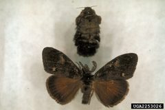 Orgyia pseudotsugata adult1 by Jerald E. Dewey. Used under a CC BY 3.0 us license.