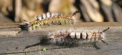 2TussockLarvae by User:Melchoir. Used under a CC BY-SA 3.0 license.