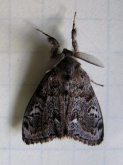 Western Tussock Moth by Guersk. Used under a CC BY-SA 3.0 license.