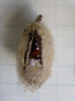 Western Tussock Moth Cocoon by Guersk. Used under a CC BY-SA 3.0 license.