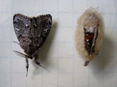Western Tussock Moth and Cocoon by Guersk. Used under a CC BY-SA 3.0 license.