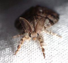 Western Tussock Moth imported from iNaturalist photo 305203828 on 16 March 2024 by (c) Cricket Raspet, some rights reserved (CC BY). Used under a CC BY 4.0 license.