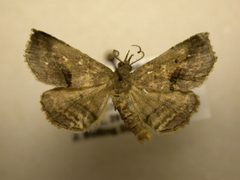 Ledaea perditalis by James Sullivan, Research Collection of J. B. Sullivan. Used under a Copyrighted free use license.