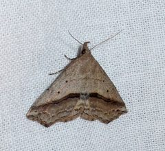 Ledaea perditalis 1 by Jacy Lucier. Used under a CC BY-SA 4.0 license.